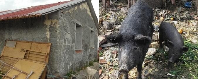 Lo 'zoo' catanese era abusivo