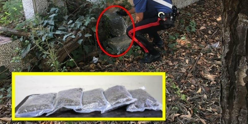 Marijuana nascosta nel parco