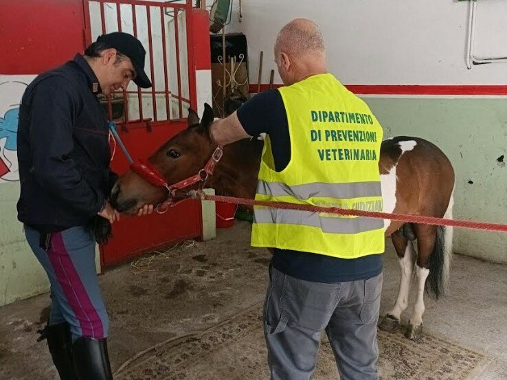 Pony in mezzo al traffico di Catania, arriva la polizia
