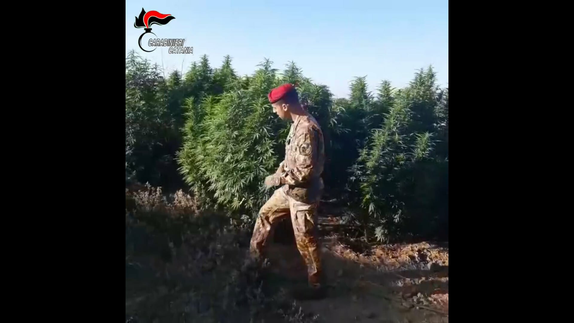 Coltivatori di marijuana