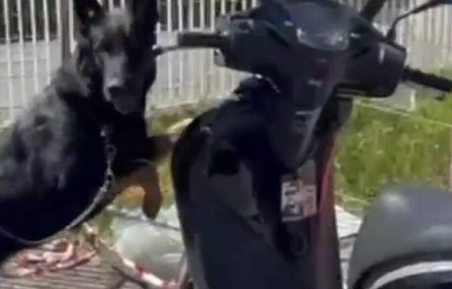 Briska non ci casca: la droga è nel nascondiglio