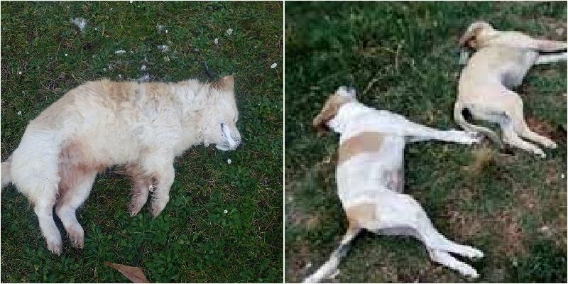 E' strage di cani e gatti