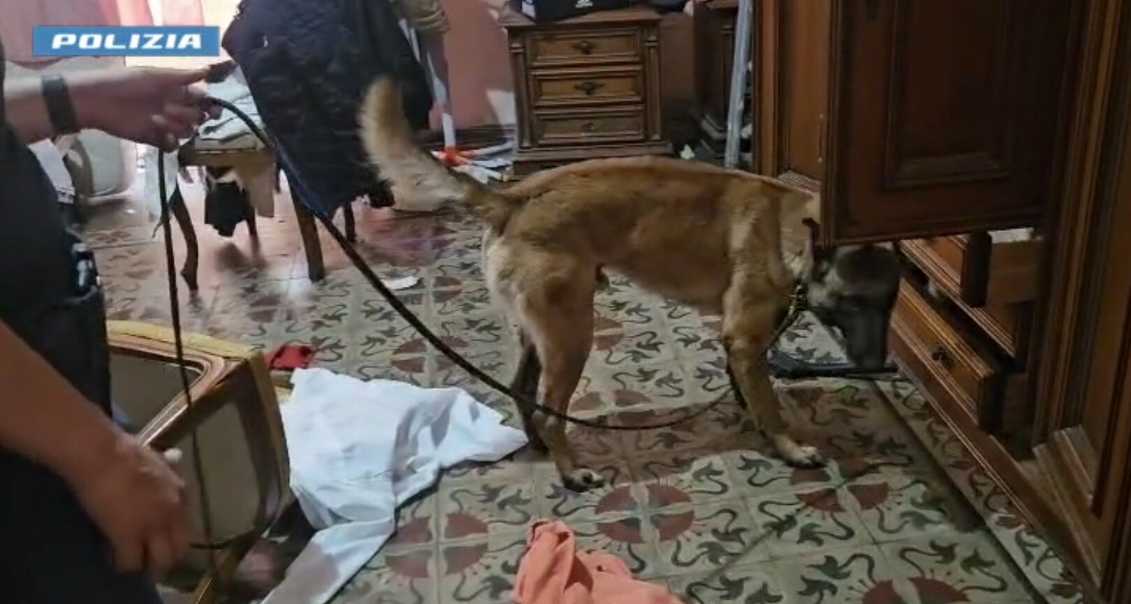 Nasconde la droga tra i calzini, ma Arex e Rex la fiutano Nasconde la droga tra i calzini, ma Arex e Rex la fiutano