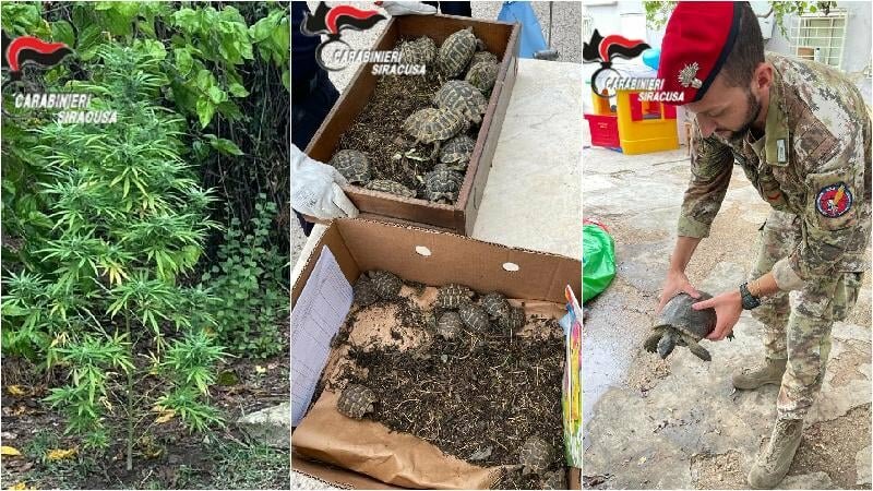 In casa droga e tartarughe: arrestato a Siracusa