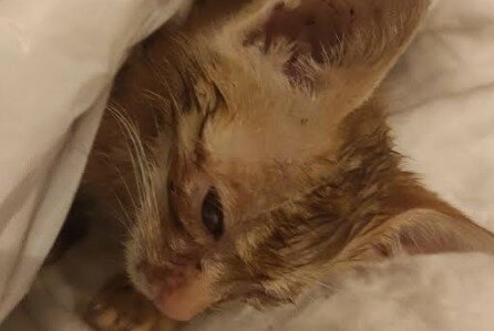 Gattino torturato: 'E' stato usato come una palla'