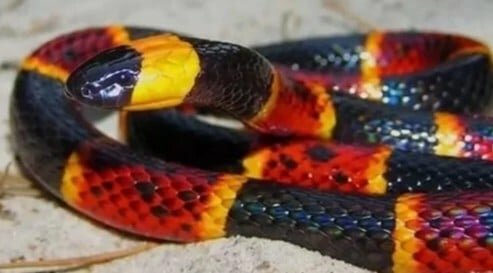 Vacanze esotiche? Attenzione ai morsi di serpente