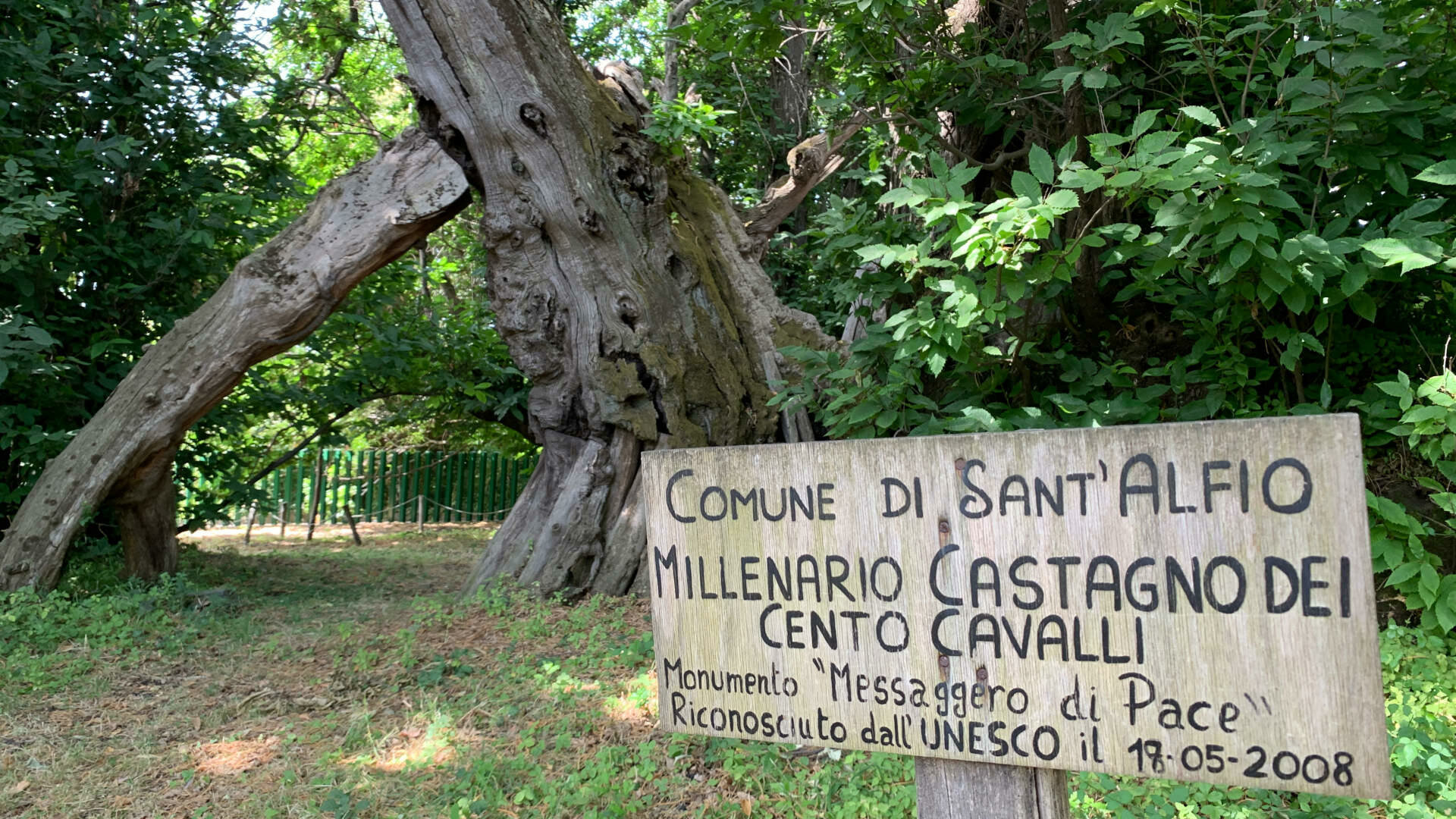 Il castagno dei 100 cavalli albero dell'anno