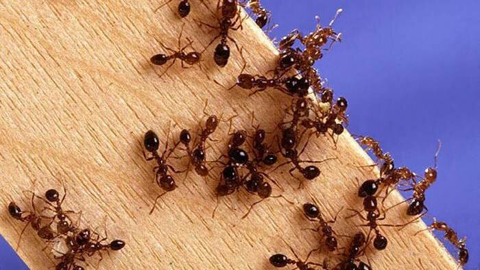 In Sicilia la formica che devasta tutto