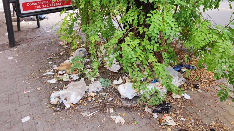 Che bel verde in viale Rapisardi...