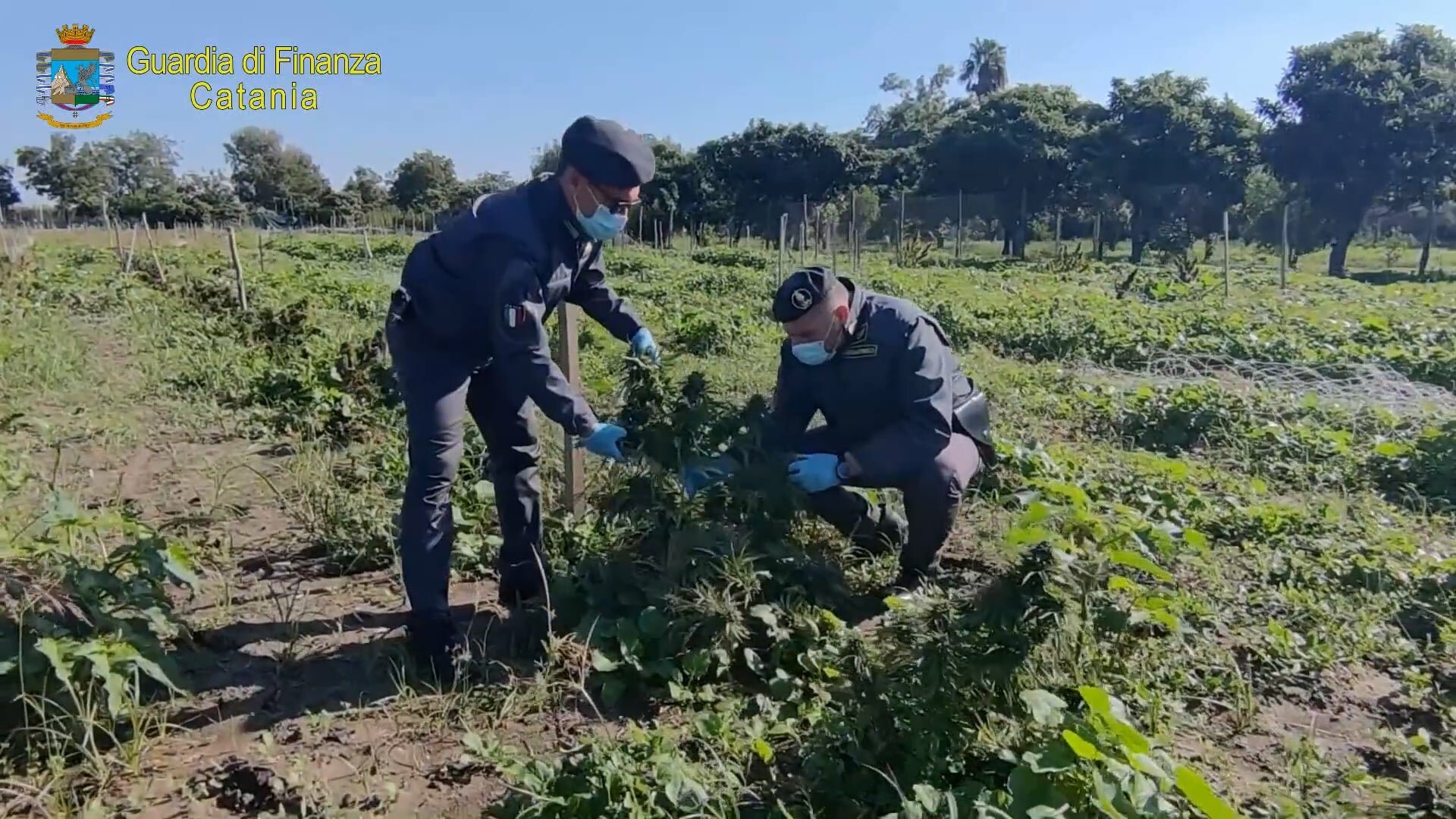 Sequestro di canapa light