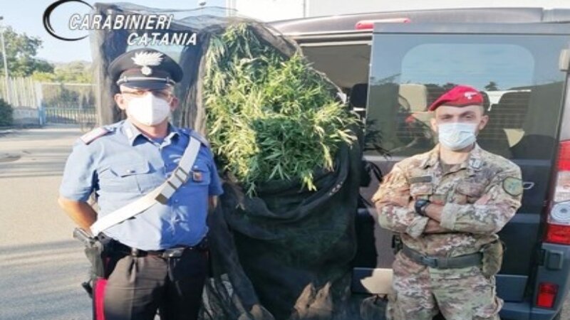 Fiumefreddo, coltivava cannabis accanto al suo vivaio