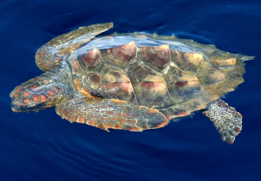 Il mare di Catania &egrave; pieno di tartarughe
