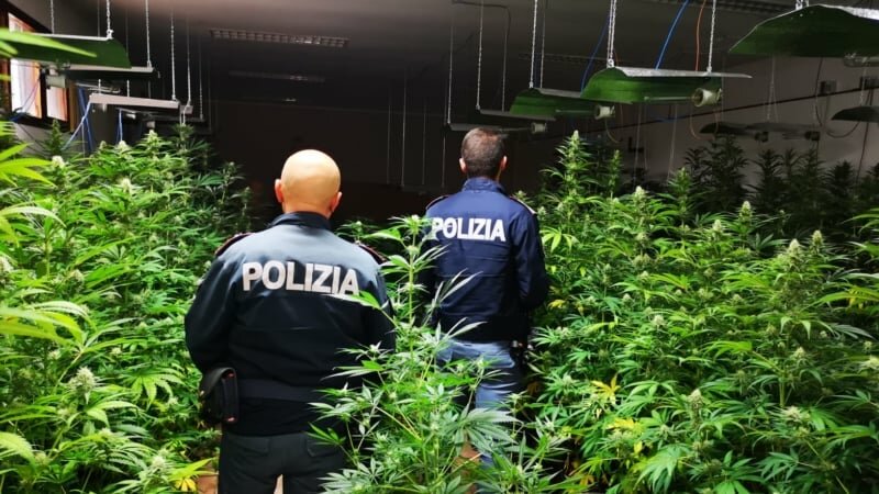 Odore inequivocabile: scovate serre di marijuana