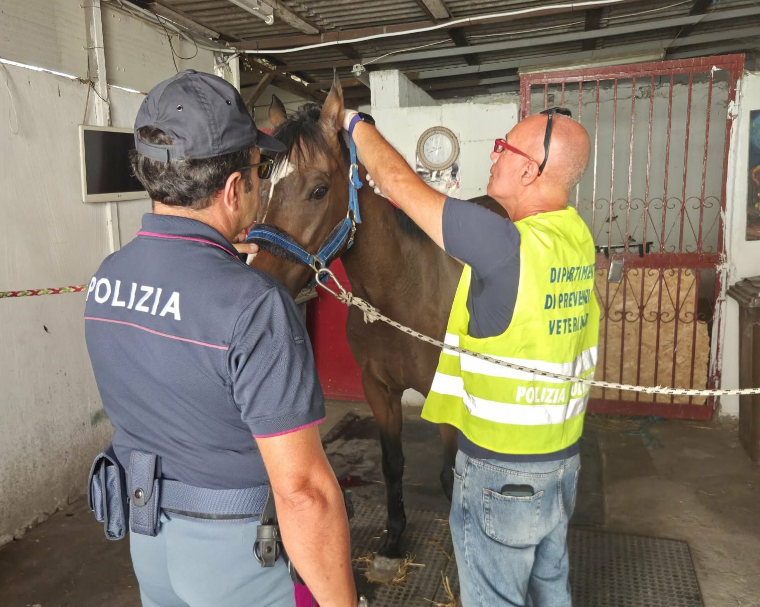 cavallo1.jpeg cavallo1.jpeg