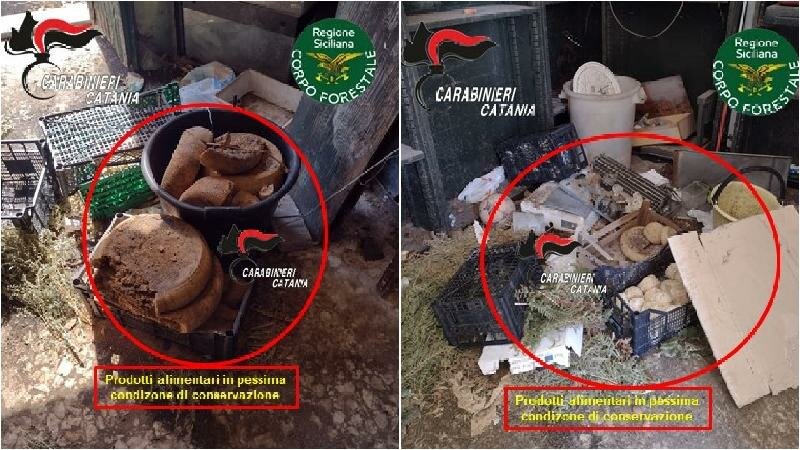 Formaggi e funghi conservati tra i rifiuti