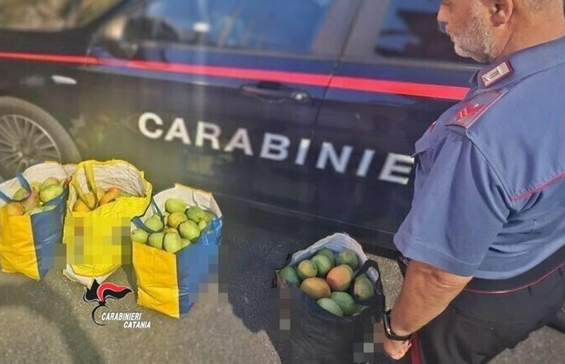 Sorpresi con 90 chili di mango rubati Sorpresi con 90 chili di mango rubati