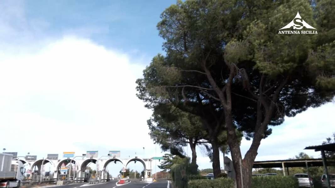 Alberi abbattuti dal vento