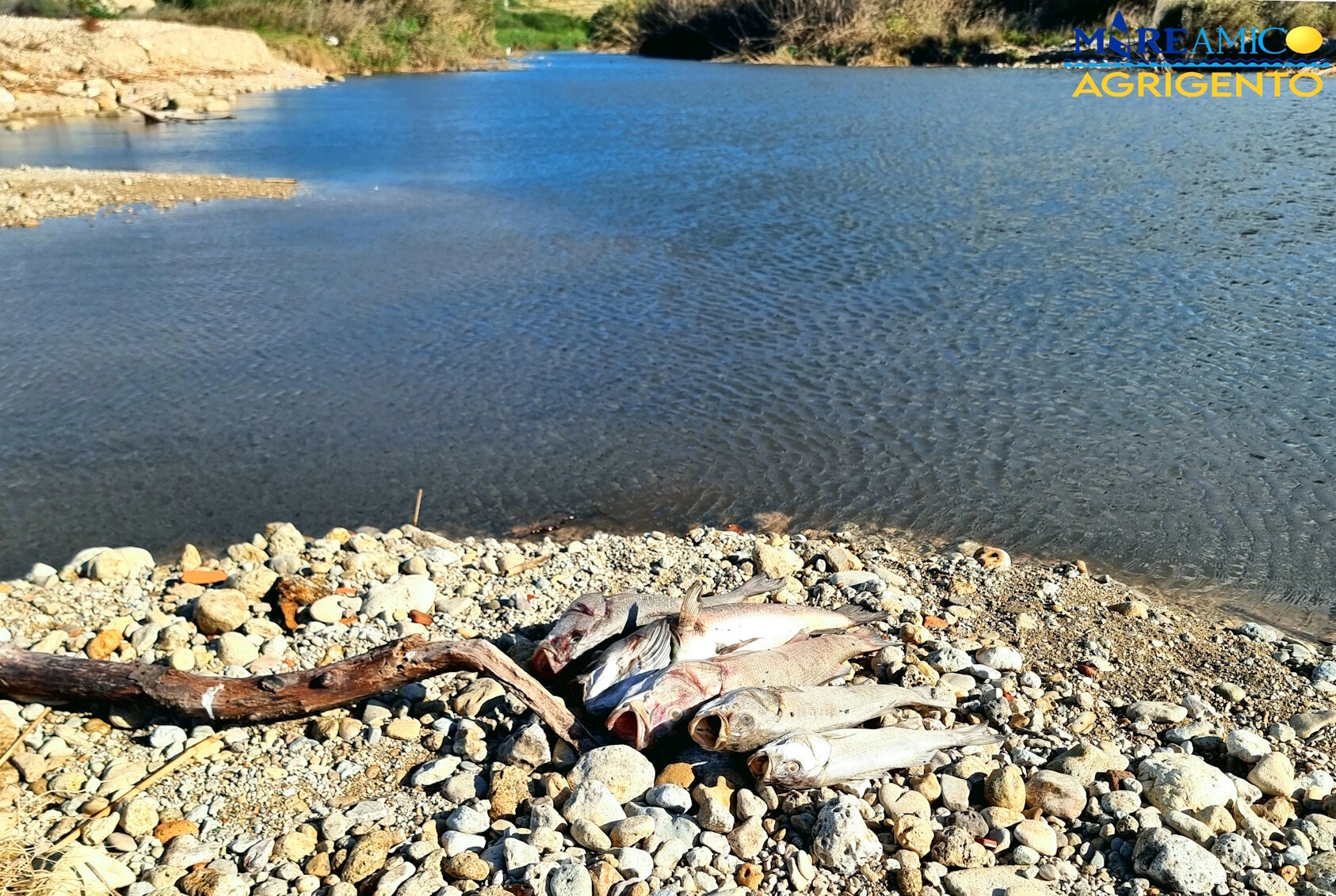 Pesci morti e acqua viola: "Hanno ucciso il fiume"