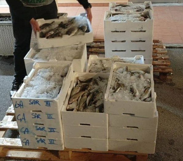 In tre furgoni 400 chili di pesce non tracciato