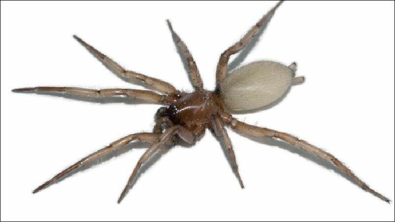 Paralisi alla gamba dopo morso del ragno violino