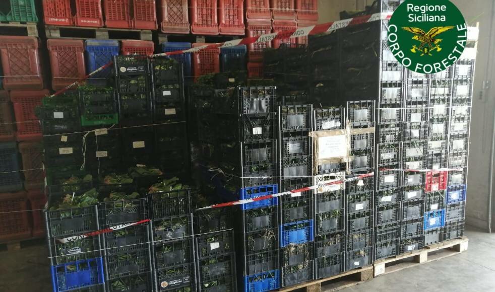 Sequestrate al Maas 1,5 tonnellate di ortaggi