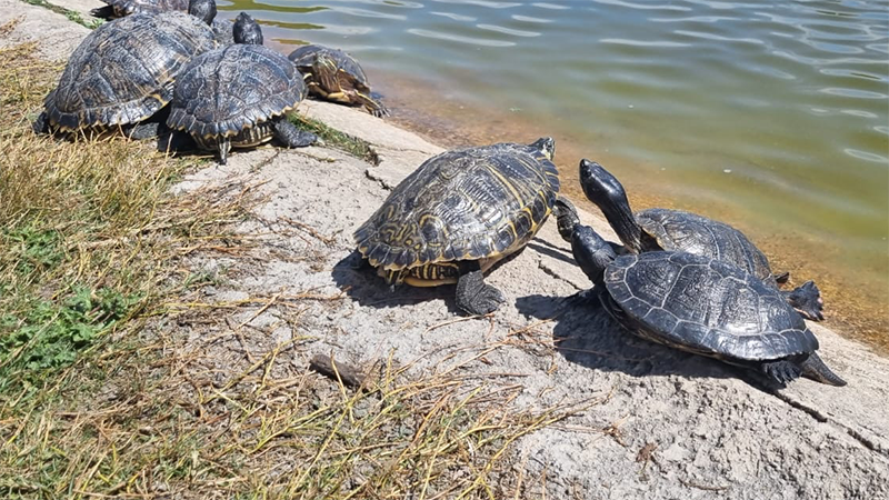 Tartarughe in relax al boschetto