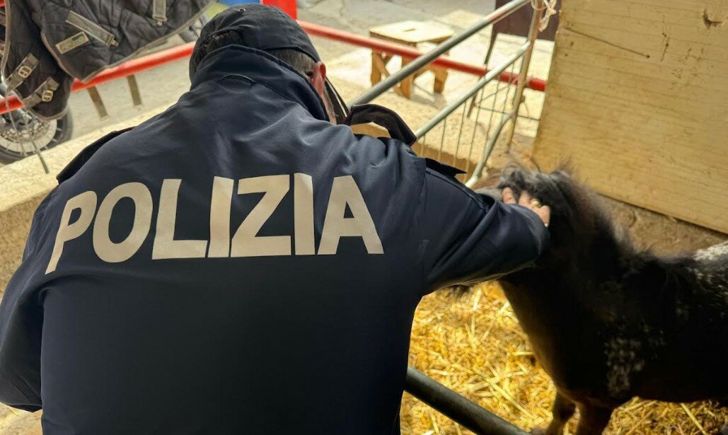 San Cristoforo, nella stalla abusiva 5 cavalli San Cristoforo, nella stalla abusiva 5 cavalli