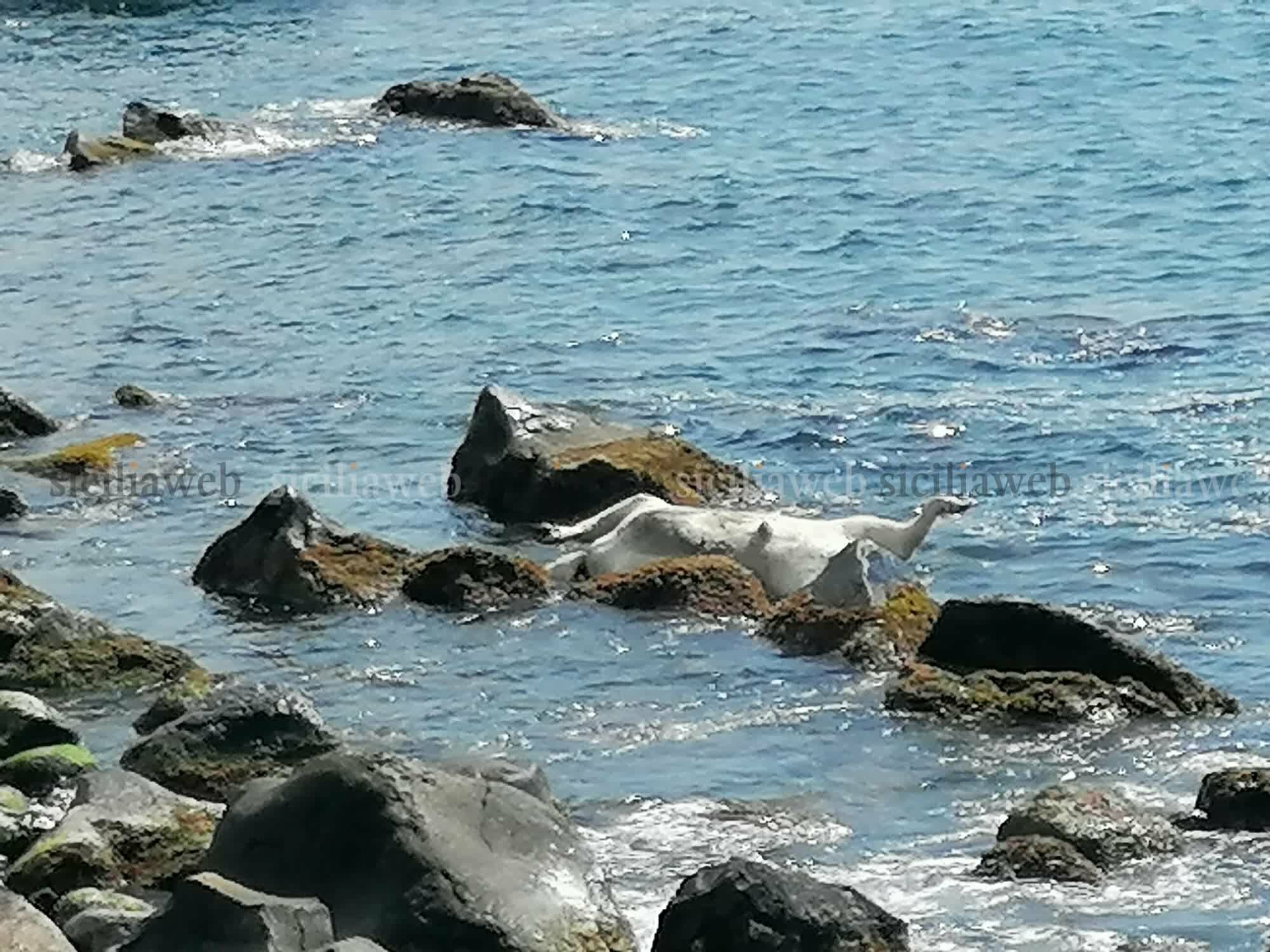 Aci Castello, carcassa di un bue in mare