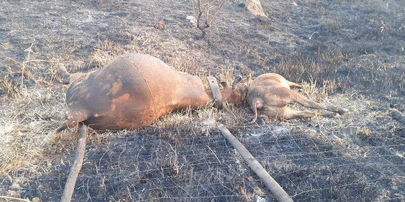 Strage di animali nell'incendio