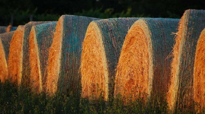 Travolto da una balla di fieno di 400 chili