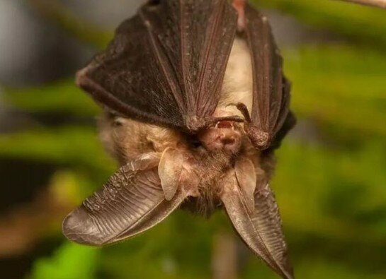 Morto bambino che si era svegliato con un pipistrello sulla faccia