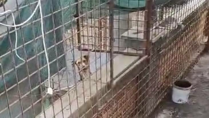 "Bruciati vivi nel canile lager catanese" "Bruciati vivi nel canile lager catanese"