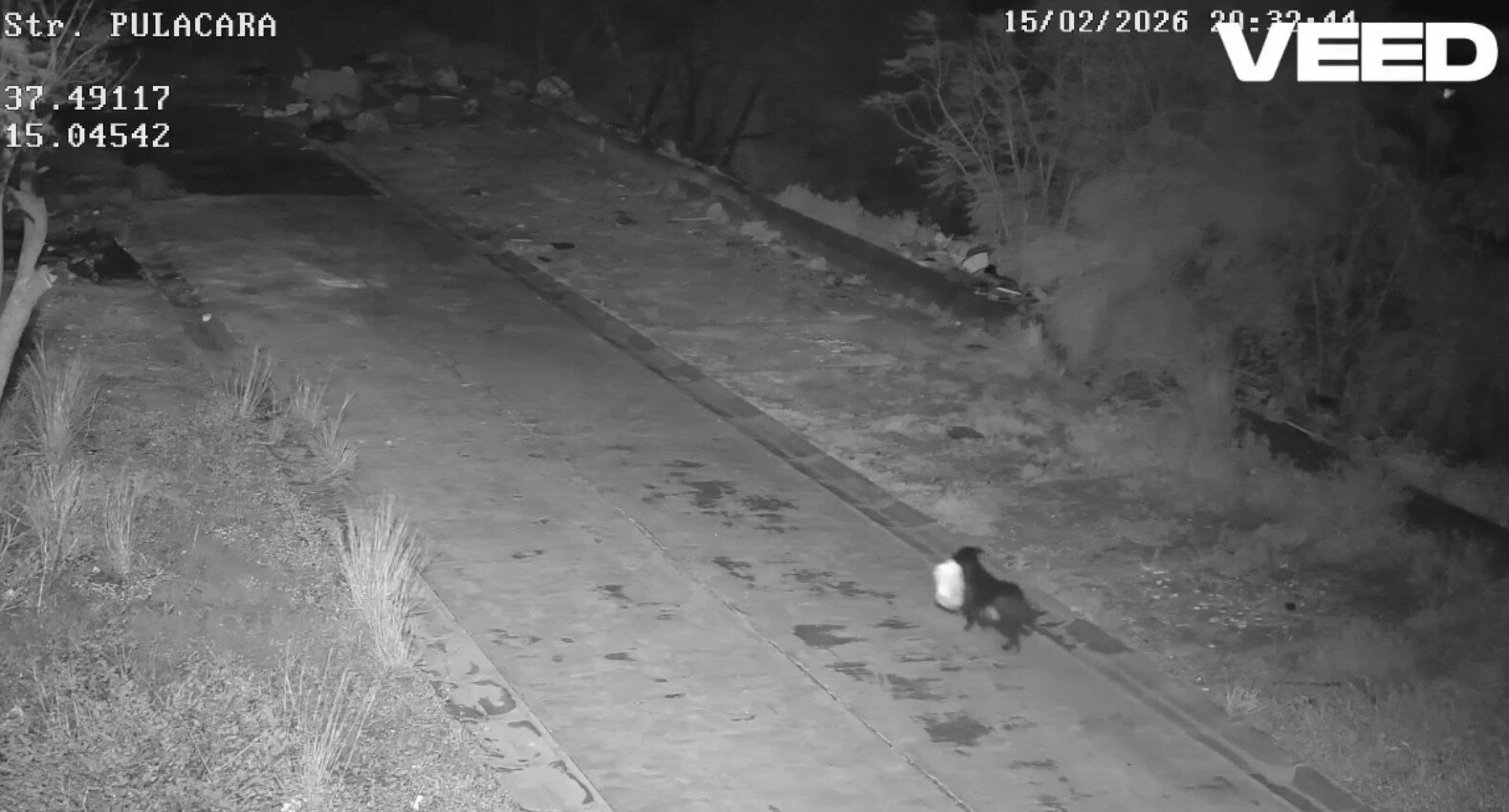 Catania: addestra il cane a gettare i rifiuti per non essere ripreso dalle telecamere Catania: addestra il cane a gettare i rifiuti per non essere ripreso dalle telecamere