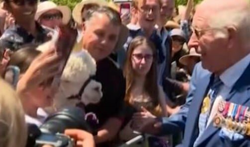 Passa il re: l'alpaca gli starnutisce addosso