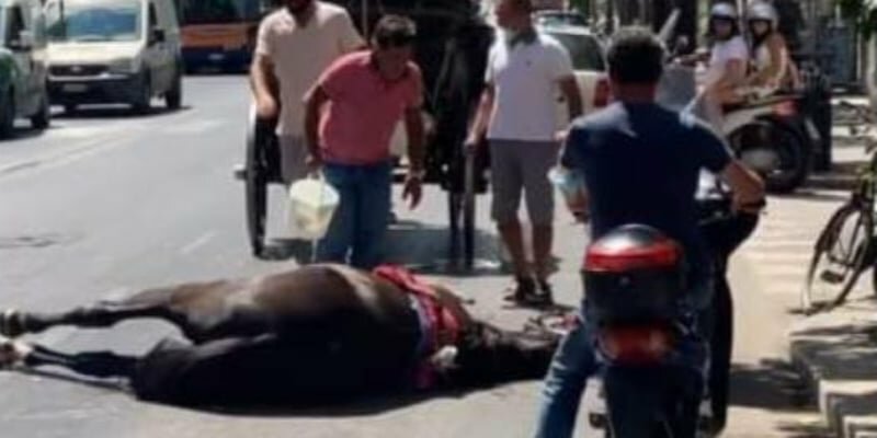 'Troppo caldo': difende il cavallo, vetturino le sputa