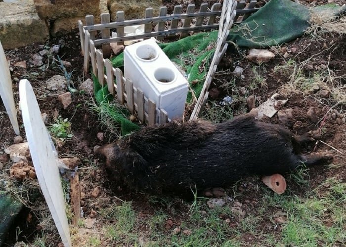 Pure i cinghiali: non c'&egrave; pace per i morti di Palermo