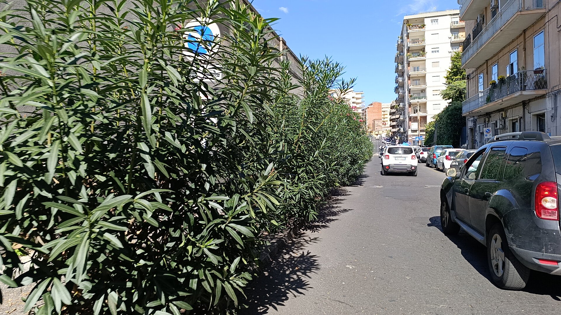 E' la giungla? No, una strada di Catania