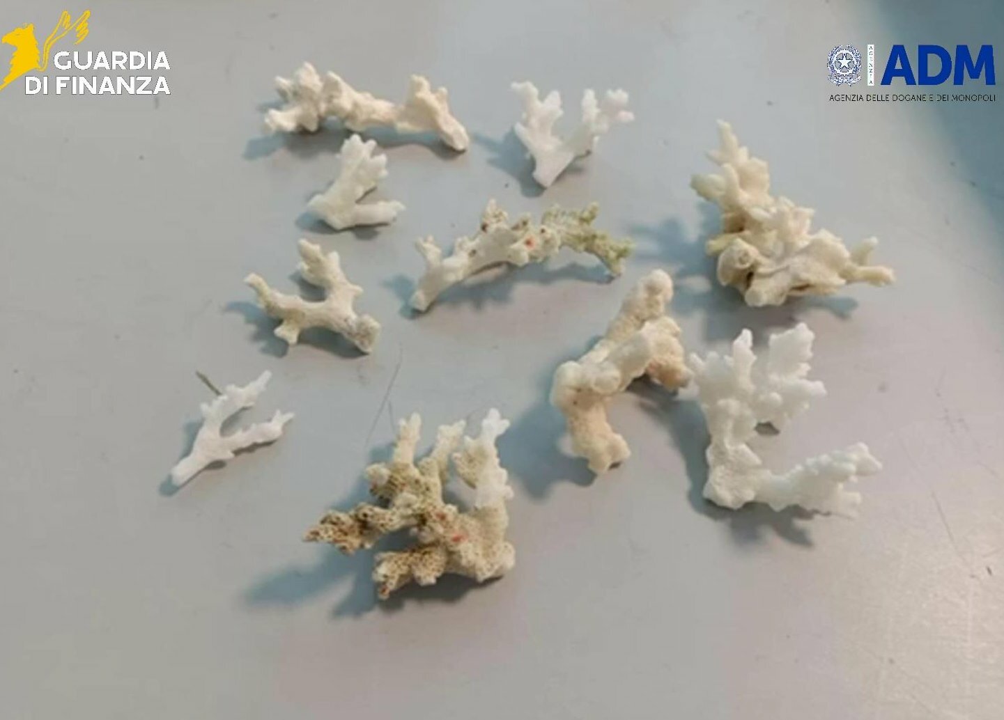 Nei bagagli dei turisti coralli a rischio estinzione