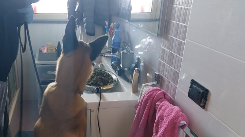 Pablo va dritto in bagno e scova insalatiere di 'erba'