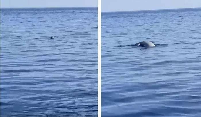 Dopo 22 anni torna la foca monaca