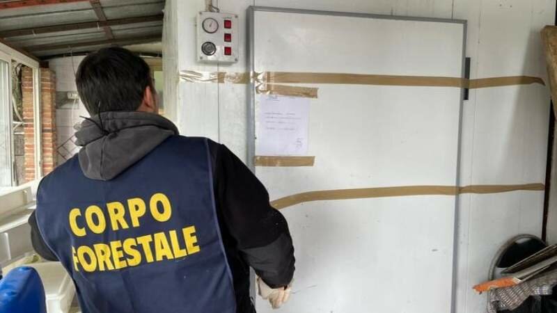 Sequestrati 1.500 kg di formaggi nel caseificio