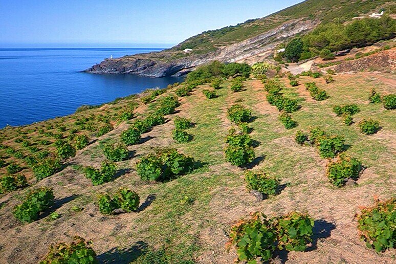 Il cappero di Pantelleria potrebbe scomparire