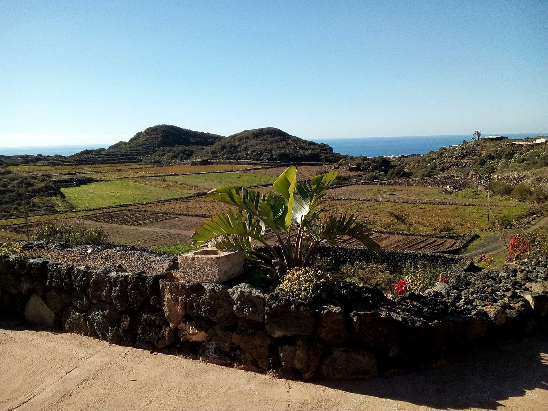 I capperi di Pantelleria e le cipolle di Giarratana tengono lontani i tumori