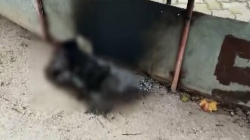 D&agrave; fuoco a gattino: identificato e denunciato