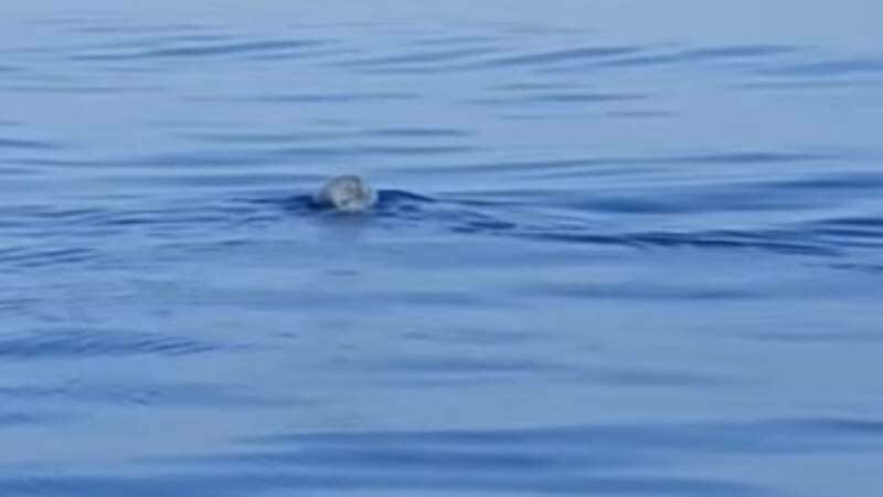 Brucoli, c'&egrave; una foca monaca in mare