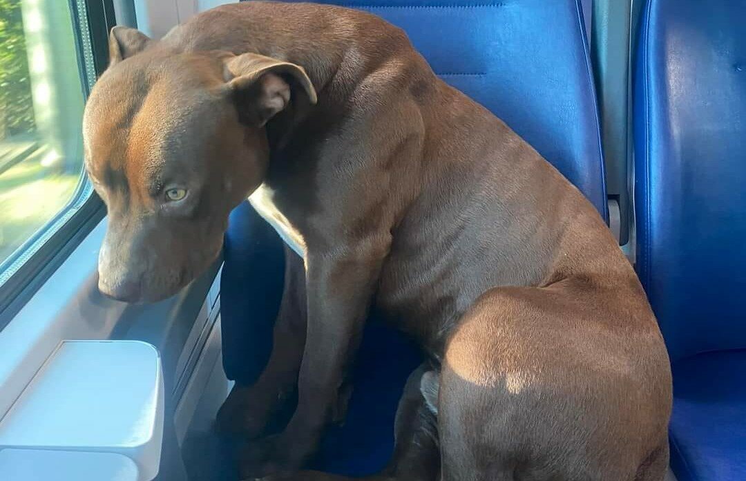 Pitbull viaggia da solo in treno fino a Venezia