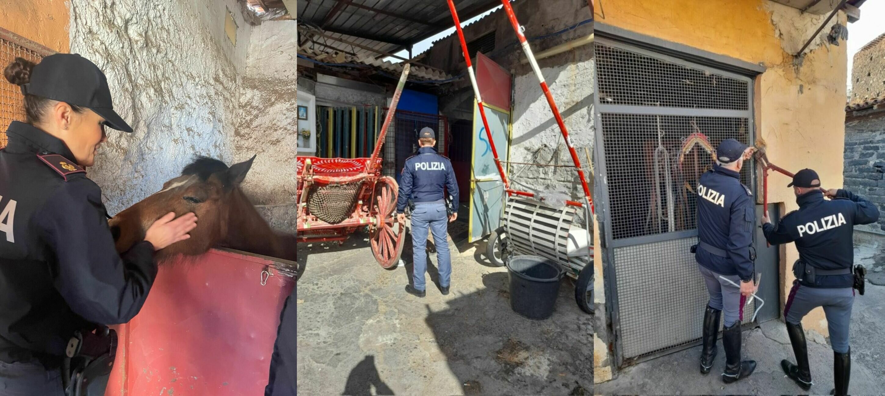 Scovate altre 2 stalle abusive a San Cristoforo