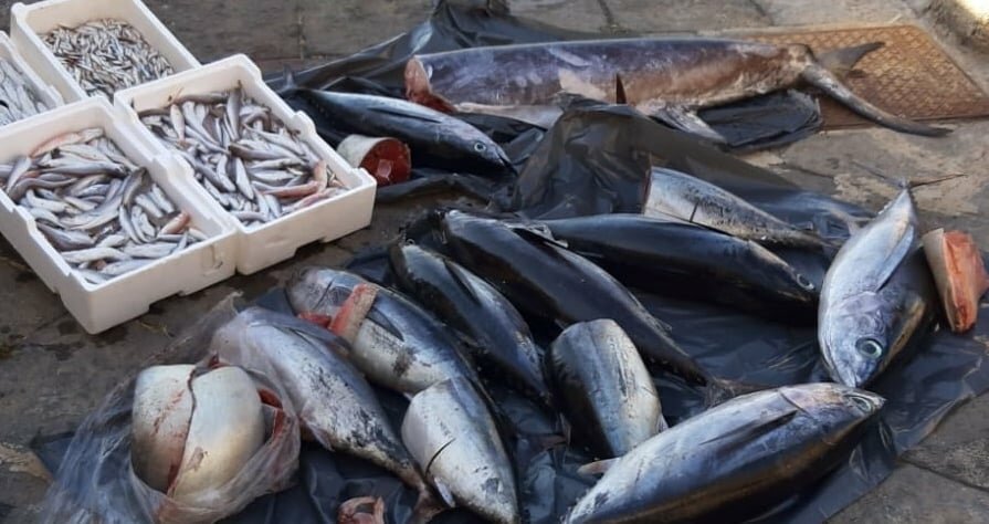 Nel Catanese 260 kg di pesce non tracciato