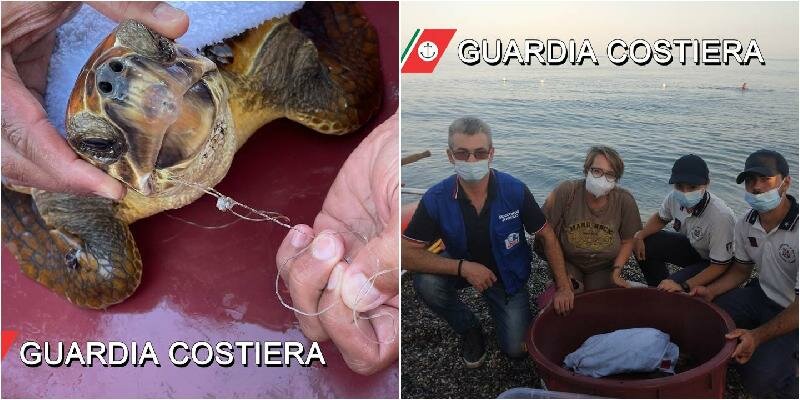 Salvata tartaruga ferita a Marina di Cottone