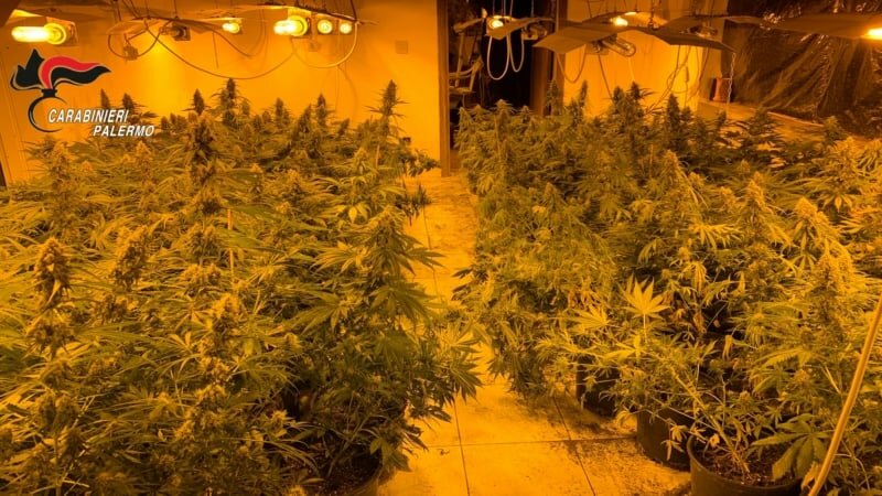 Piantagione di cannabis nella villa disabitata